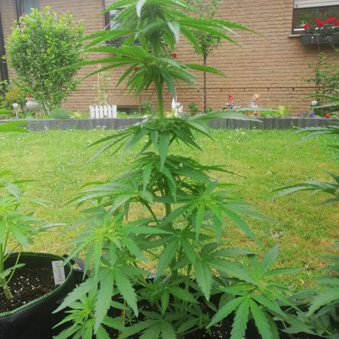 Bärbel growlog timeline photo