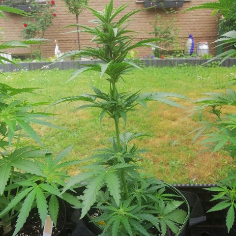 Julia growlog timeline photo
