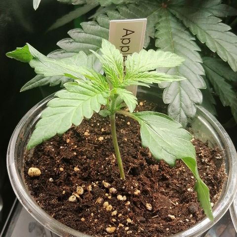 Anna growlog timeline photo