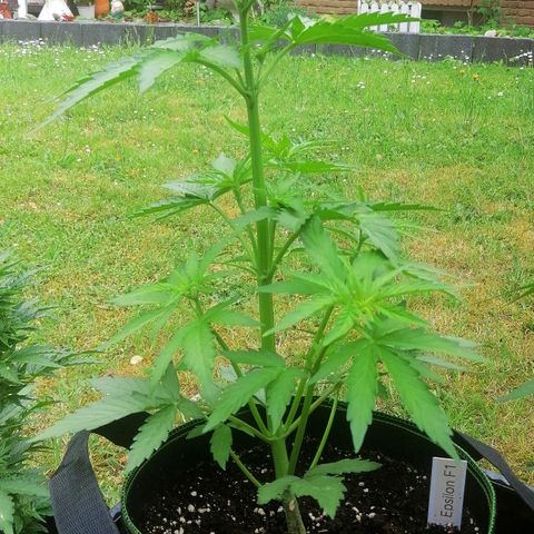 Elli growlog timeline photo