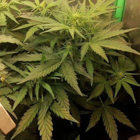 Elli growlog timeline photo