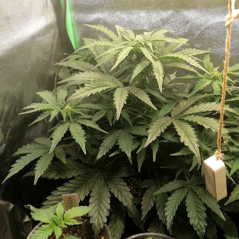 Cinderella growlog timeline photo