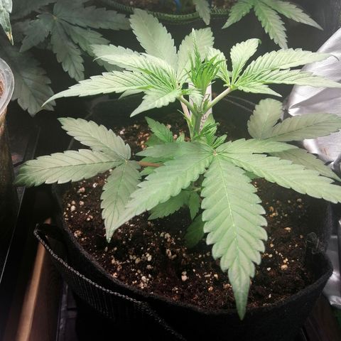 Ute growlog timeline photo