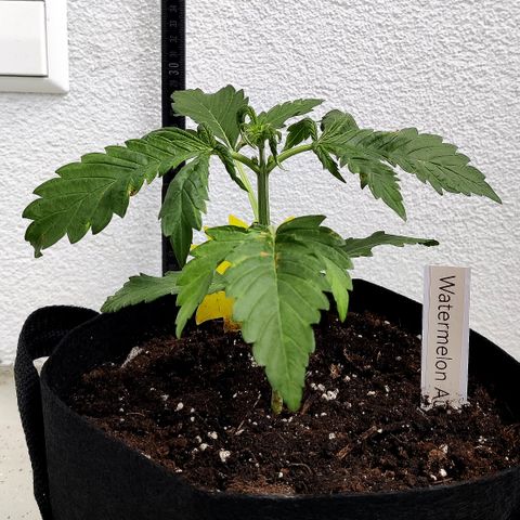 Waltraud growlog timeline photo