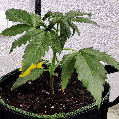 Jule growlog timeline photo
