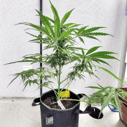Ida growlog timeline photo