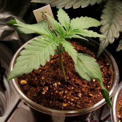 Anna growlog timeline photo
