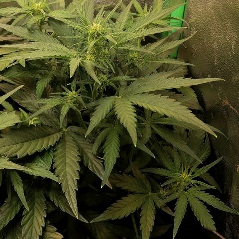 Elli growlog timeline photo