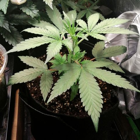 Ute growlog timeline photo