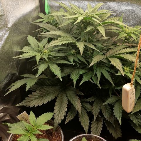 Cinderella growlog timeline photo