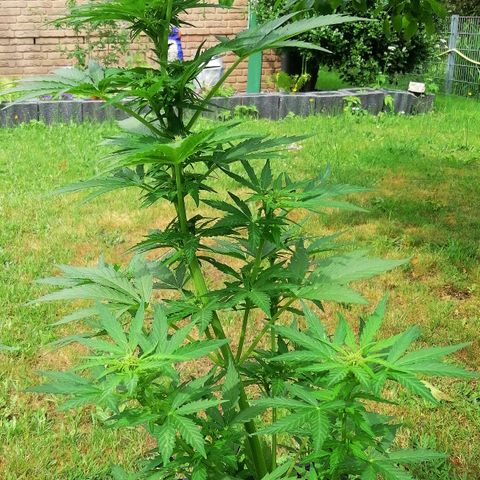 Susanne growlog timeline photo