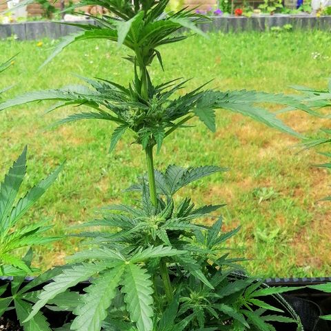 Julia growlog timeline photo