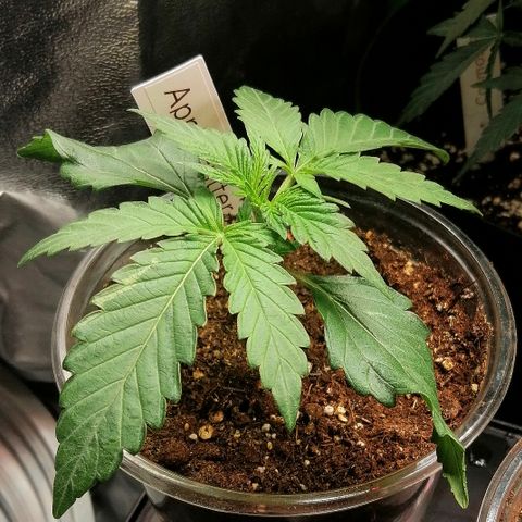 Anna growlog timeline photo