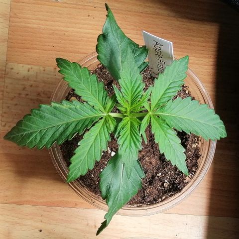 Anna growlog timeline photo