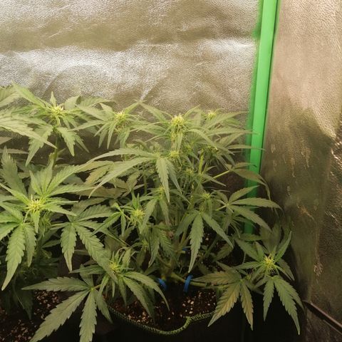Elli growlog timeline photo