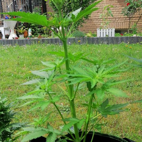 Elli growlog timeline photo
