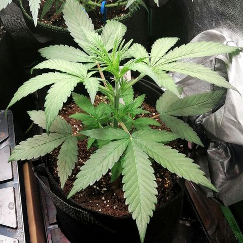 Ute growlog timeline photo