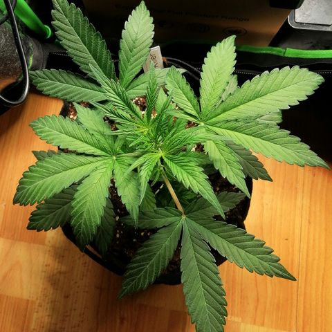 Ute growlog timeline photo