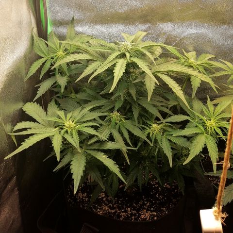 Cinderella growlog timeline photo