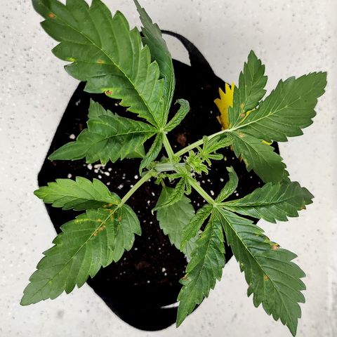 Waltraud growlog timeline photo