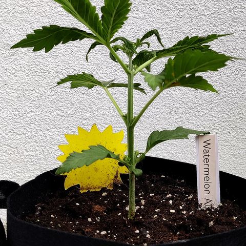 Waltraud growlog timeline photo