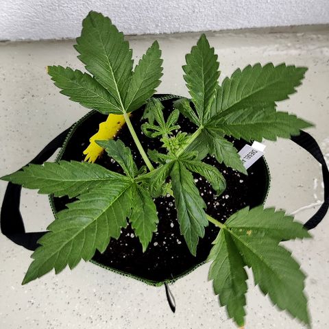 Jule growlog timeline photo