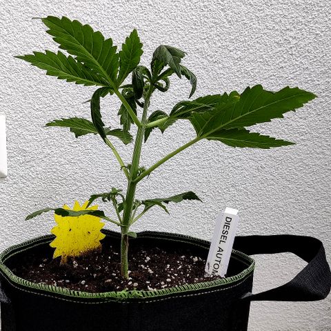 Jule growlog timeline photo