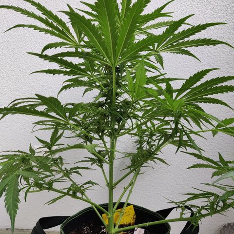 Ida growlog timeline photo