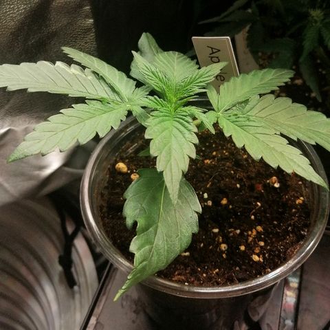 Anna growlog timeline photo