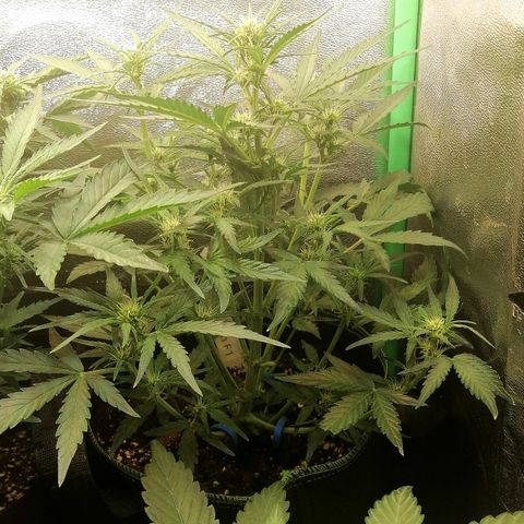 Elli growlog timeline photo
