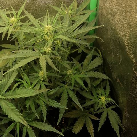 Elli growlog timeline photo