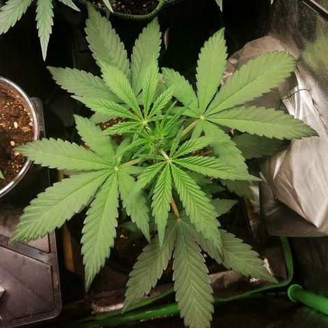 Ute growlog timeline photo