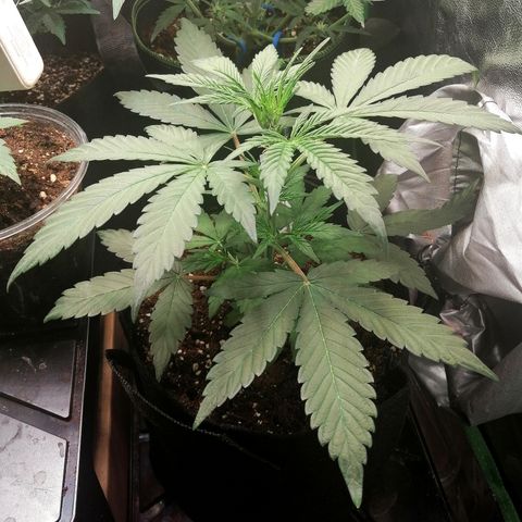 Ute growlog timeline photo