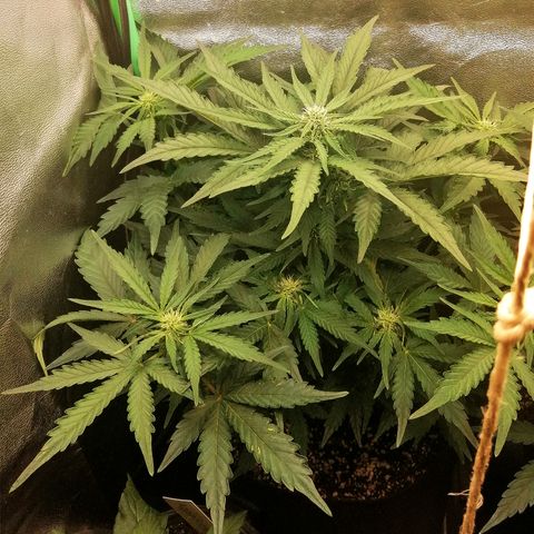 Cinderella growlog timeline photo