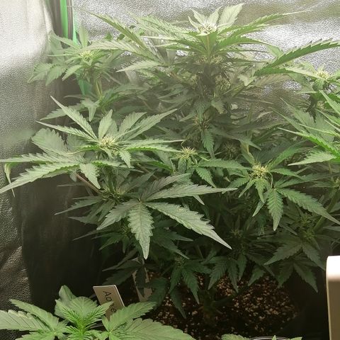 Cinderella growlog timeline photo