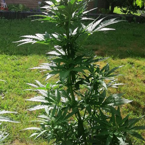 Susanne growlog timeline photo