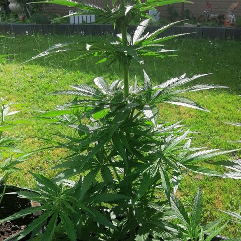 Bärbel growlog timeline photo