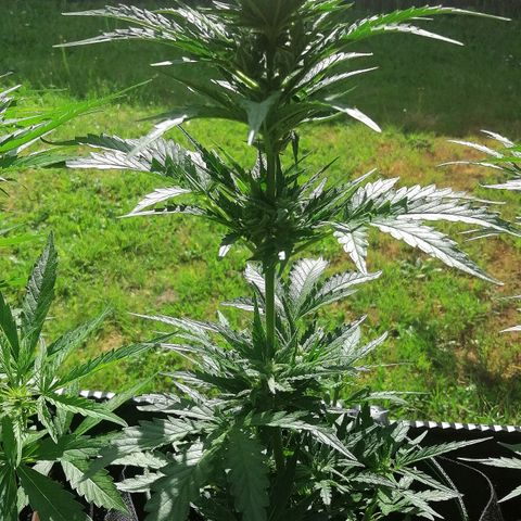 Julia growlog timeline photo