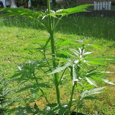 Elli growlog timeline photo