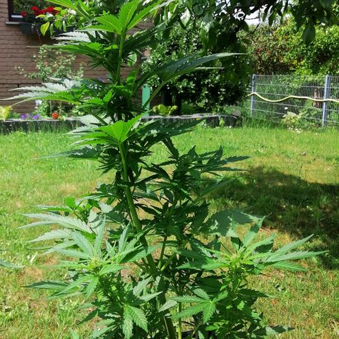 Susanne growlog timeline photo