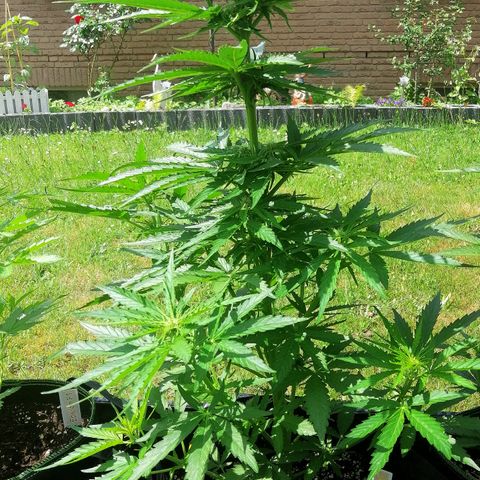 Bärbel growlog timeline photo