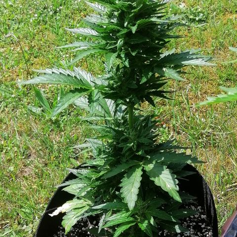 Julia growlog timeline photo