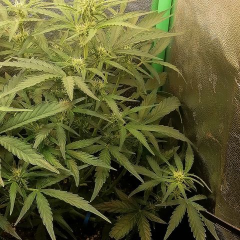 Elli growlog timeline photo