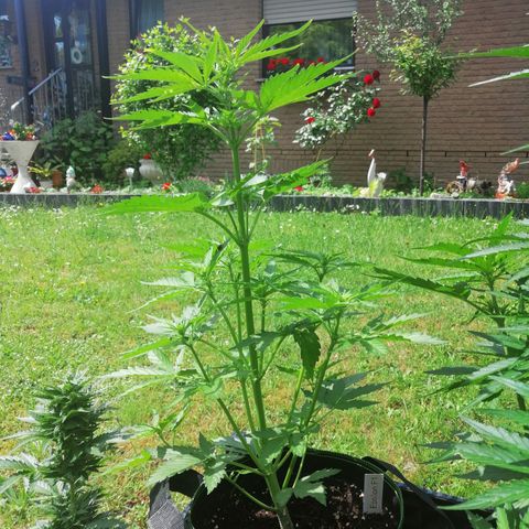 Elli growlog timeline photo