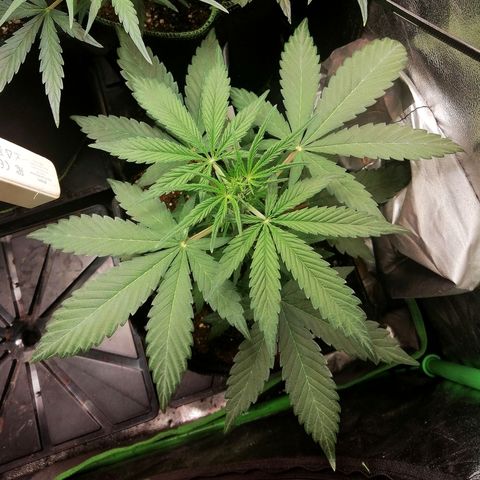 Ute growlog timeline photo