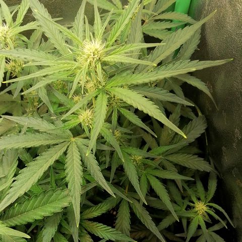 Elli growlog timeline photo