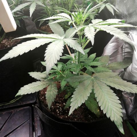 Ute growlog timeline photo