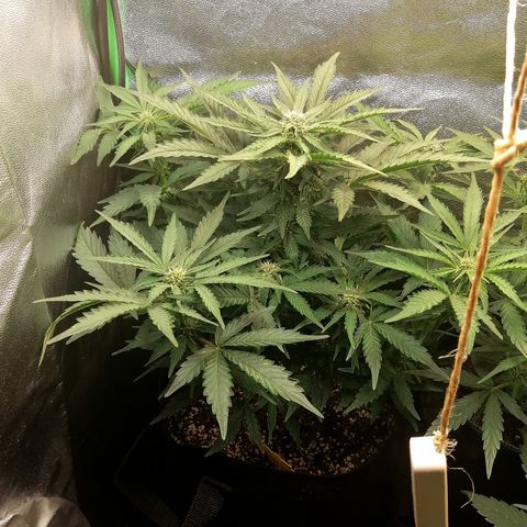 Cinderella growlog timeline photo