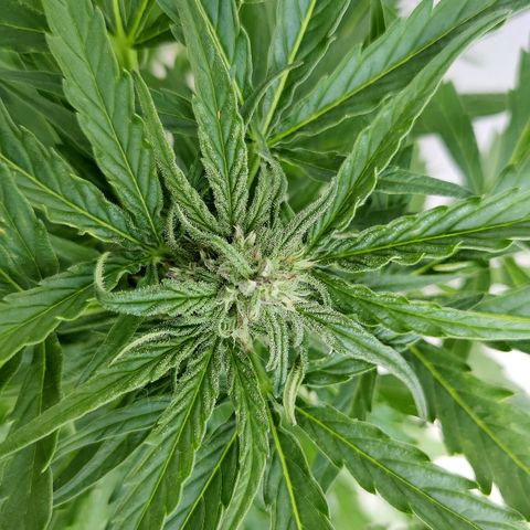 Ida growlog timeline photo