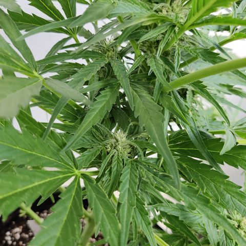 Ida growlog timeline photo